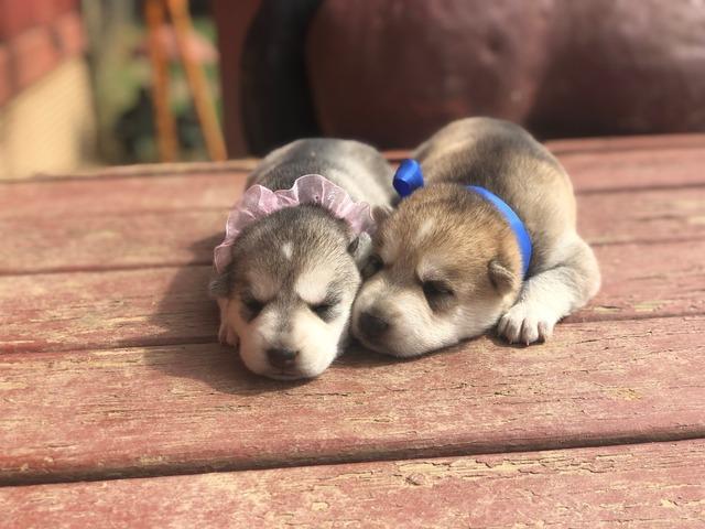 gerberian shepsky puppies for sale